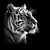 Tigre IA de profil 2