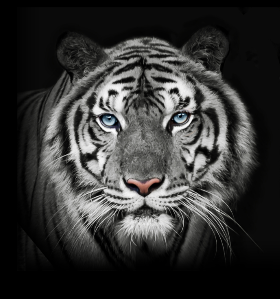 Big Tiger (1)